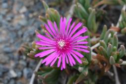 delosperma_cooperi3