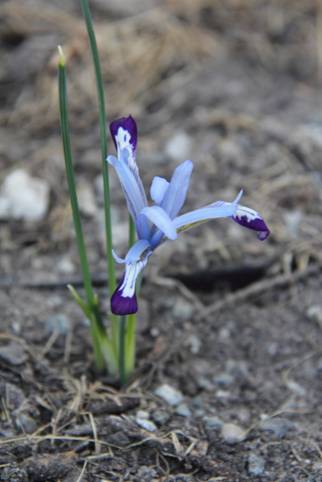 iris_hokkeri-nie62.JPG