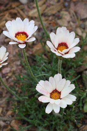 Chrysanthemum catananche1.JPG