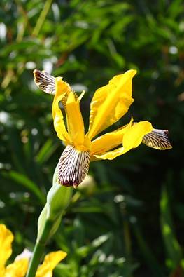 iris_variegata21.JPG