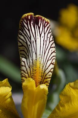 iris_variegata22.JPG