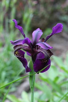 iris_chrysographes3.JPG