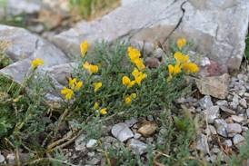 genista_pulchella1.JPG