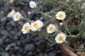 helichrysum_trygidum1.JPG