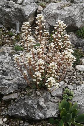 saxifraga_x1.JPG