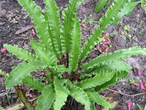 Phyllitis scolopendrium 'Angustifolia' 2.JPG