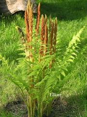 Osmunda cinnamomea 1.JPG