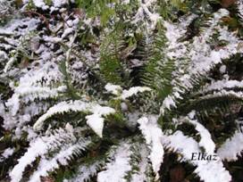 Polystichum munitum.JPG