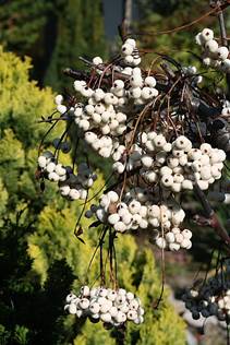 sorbus_koehneana3.JPG