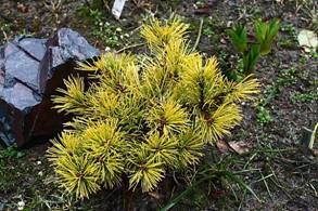 pinus_mugo JALUBI1.JPG