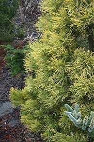 pinus_silvestris_WINTERGOLD.JPG