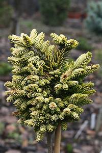 picea_orient_TOM_THUM_GOLD1.JPG