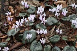 Cyclamen coum  Album.JPG