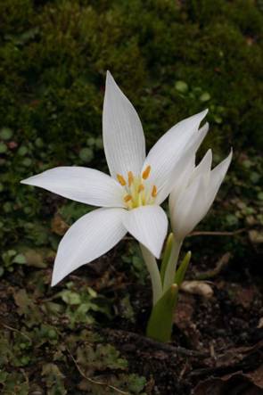 Colchicum diampolis_a.JPG