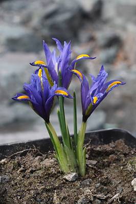 iris_hyrcana2.JPG