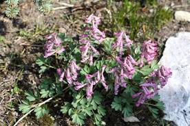 corydalis_incisa31.JPG