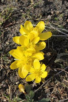 eranthis_cilcica32.JPG