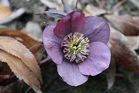 helleborus_orientalis31.JPG