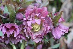 helleborus_orientalis32.JPG