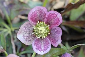 helleborus_orientalis33.JPG