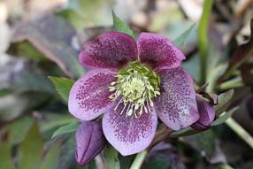 helleborus_orientalis34.JPG