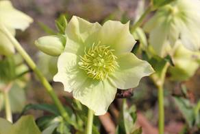 helleborus_orientalis35.JPG