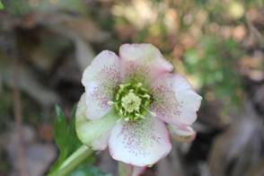 helleborus_orientalis37.JPG