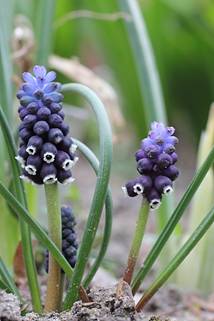 muscari_anatolicum3.JPG