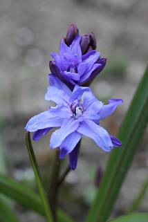 scilla_bifolia_NORMAN4.JPG