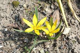 tulipa_hisarica31.JPG