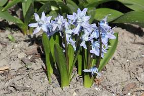 scilla_roseni34.JPG