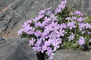 phlox_kelseyi32.JPG