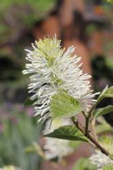 fothergilla_major31.JPG