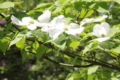 cornus_florida_powsin.JPG