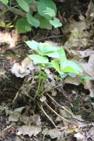 cornus_canadensis.JPG