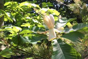 magnolia_officinalis_var_biloba1.JPG