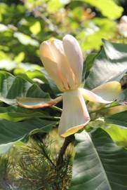 magnolia_officinalis_var_biloba2.JPG