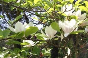 magnolia_soulangeana_ALBA_SUPERBA1.JPG