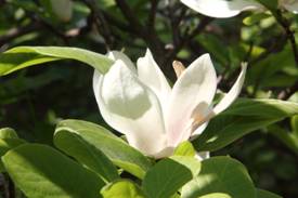 magnolia_soulangeana_ALBA_SUPERBA2.JPG