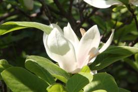 magnolia_soulangeana_ALBA_SUPERBA2.JPG