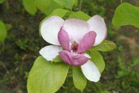magnolia_soulangeana_LENNEI.JPG