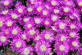 delosperma_hispida32.JPG