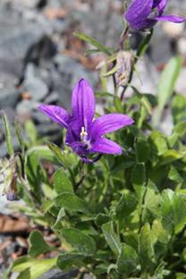 campanula_aucheri31.JPG