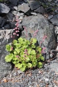 heuchera_pulchella1.JPG