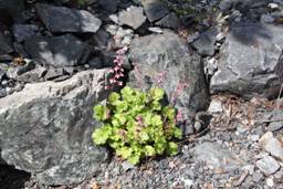 heuchera_pulchella2.JPG