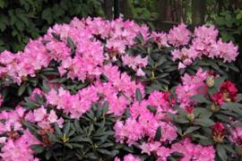 Rhododendron_yakushimanum _Kalinka1.JPG