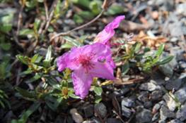 rhododendron_keleticum1.JPG