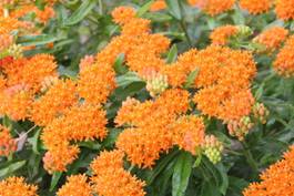 asclepias_tuberosa32.JPG