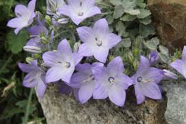 campanula_fragilis3.JPG