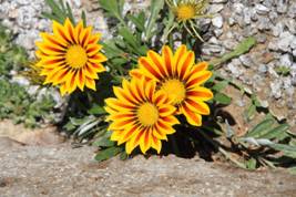 gazania31.JPG